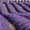 Valensole